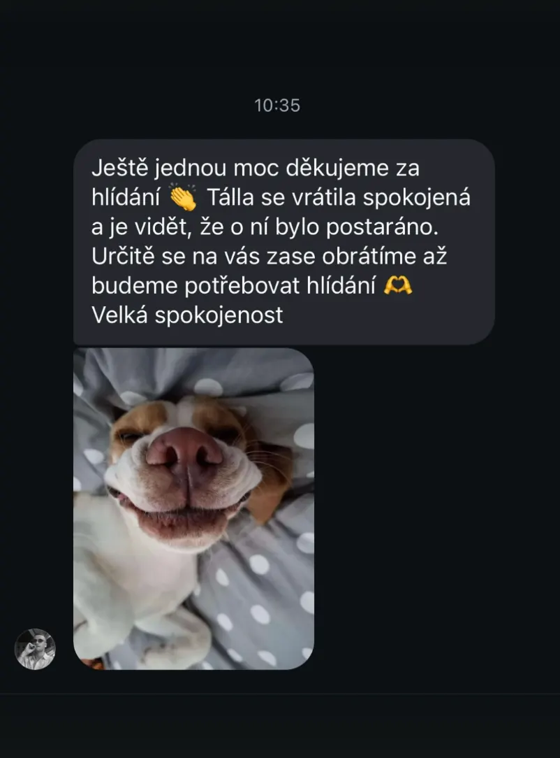 Pes odpočívající ve vytápěné místnosti